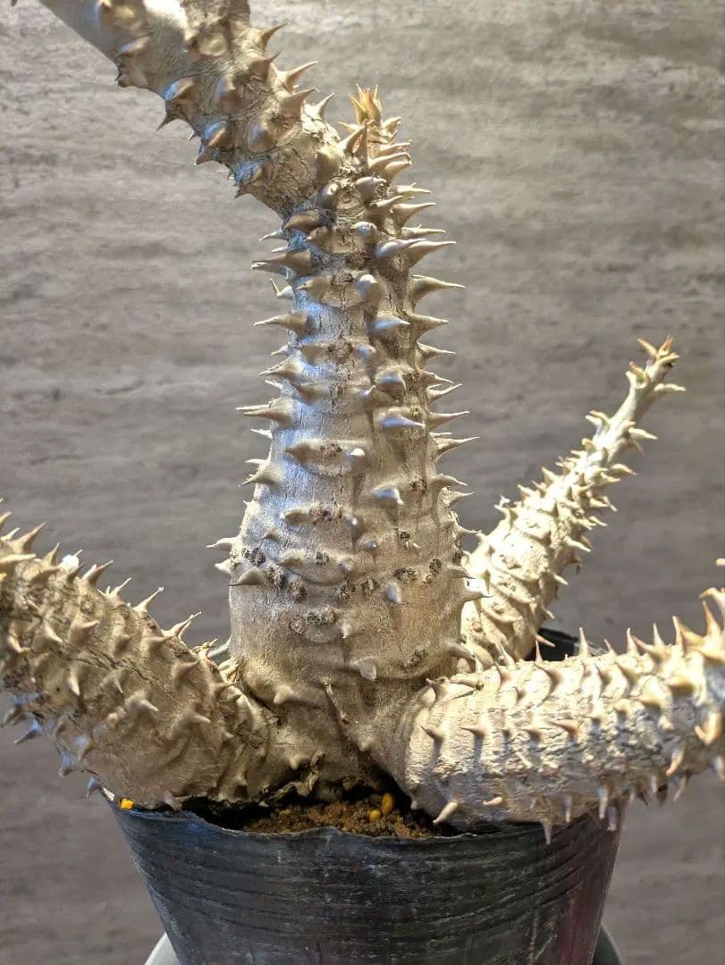 パキポディウム ウィンゾリー 国内実生　サボテン 塊根 コーデックス　塊根植物