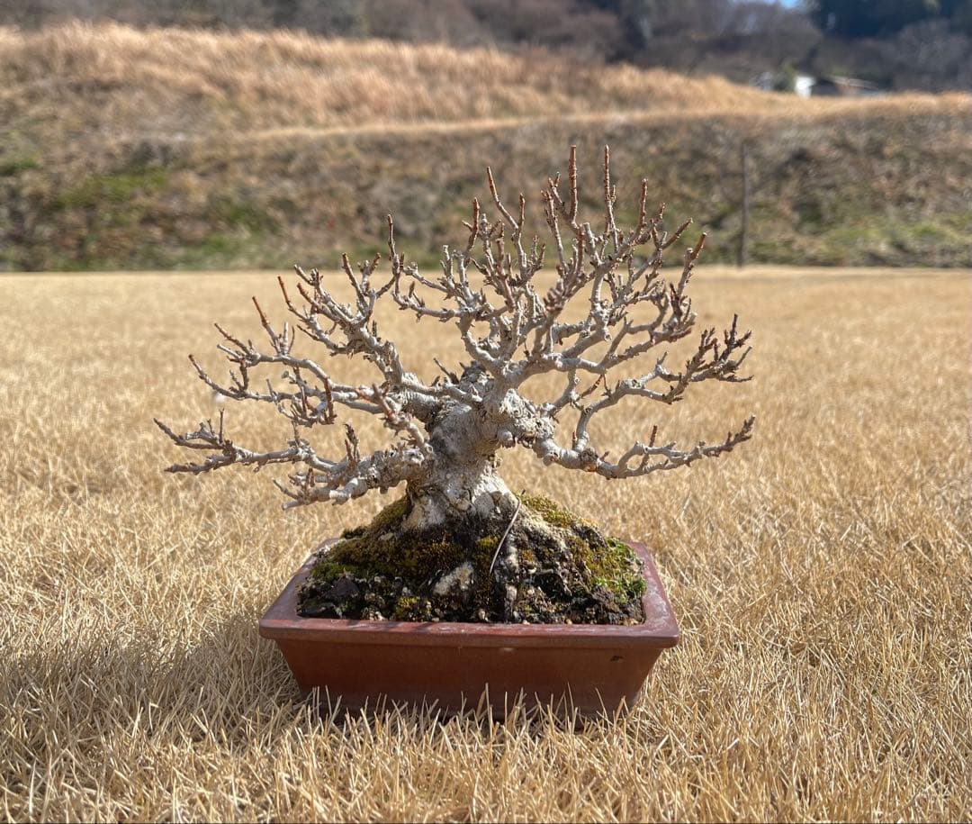 小品 盆栽 楓 カエデ