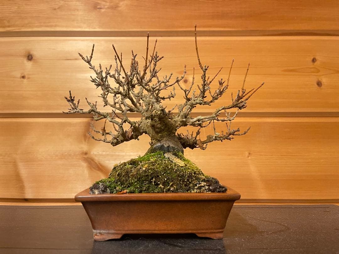 小品 盆栽 楓 カエデ