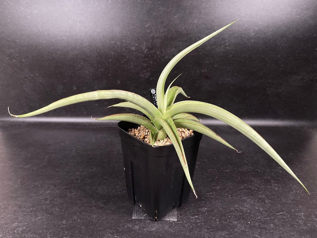 EMP サンセベリア lady may レディメイ　 / SA416