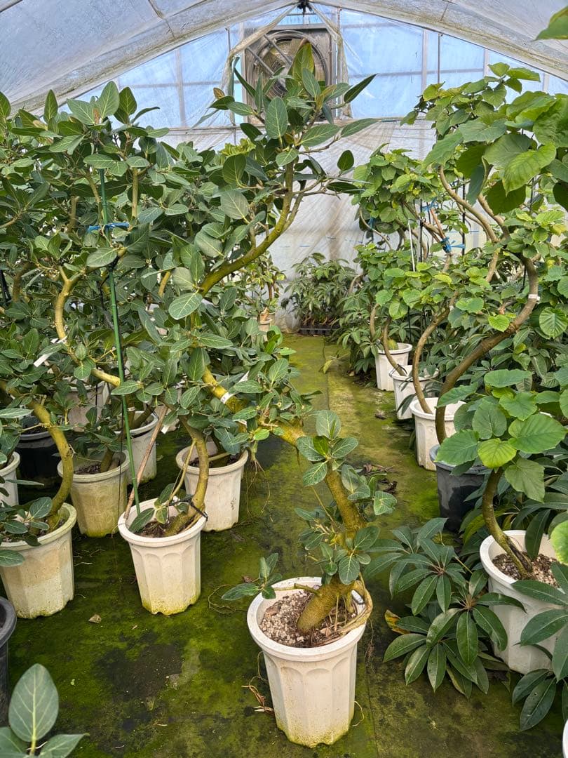 曲がりのベンガレンシス 約1.7メートル　10号　現品 幹太さ　5センチ