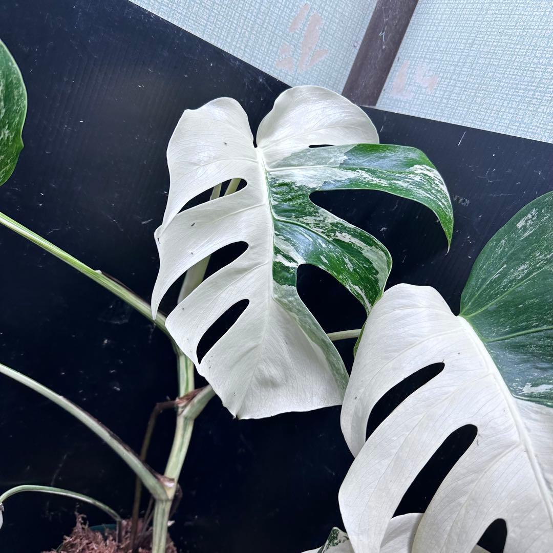 葛*湯様 斑入りモンステラ ホワイトタイガー極美大株59cm白斑多