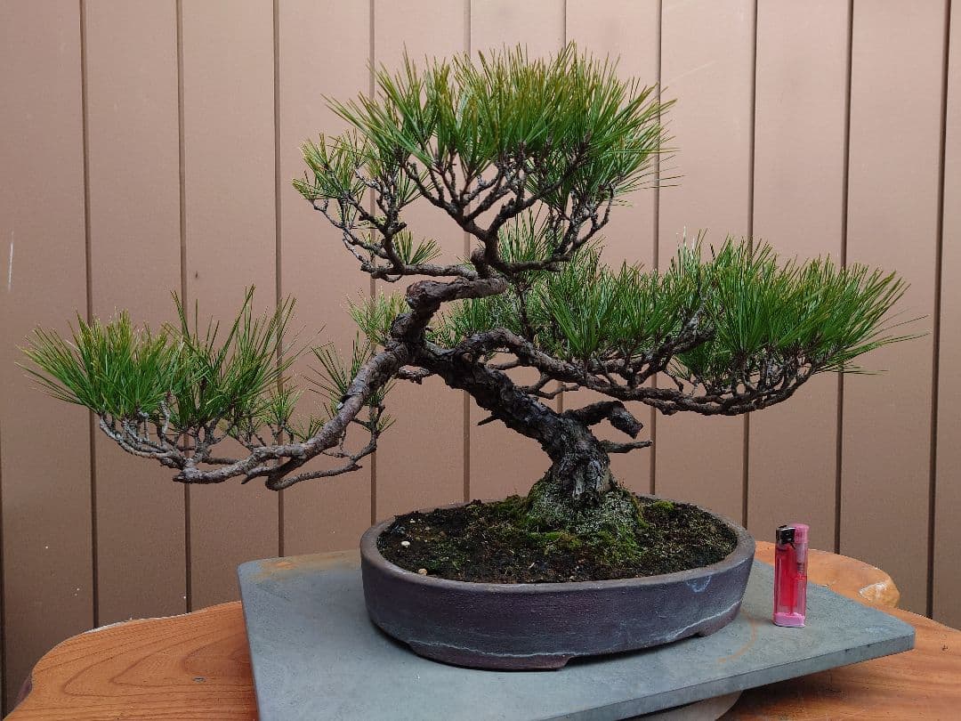 盆栽　赤松　樹高38cm