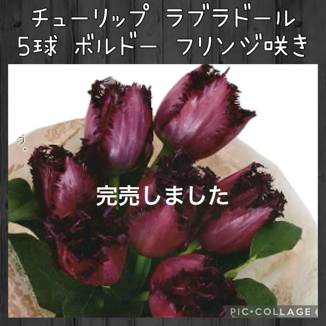 【球根★】ラブラドール　5球　チューリップ　レア品種　ボルドー　フリンジ咲き