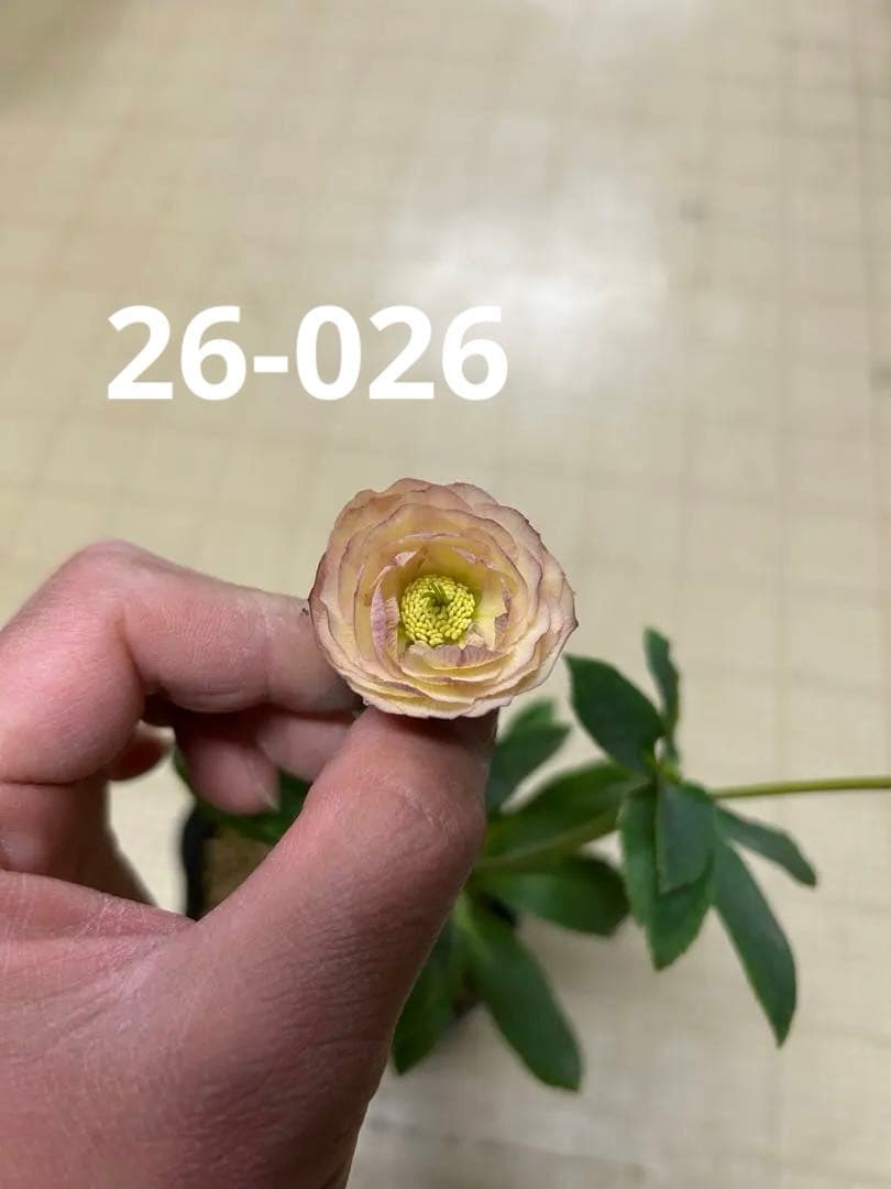 小輪系 アプリコット 加藤農園 クリスマスローズ 同梱可能