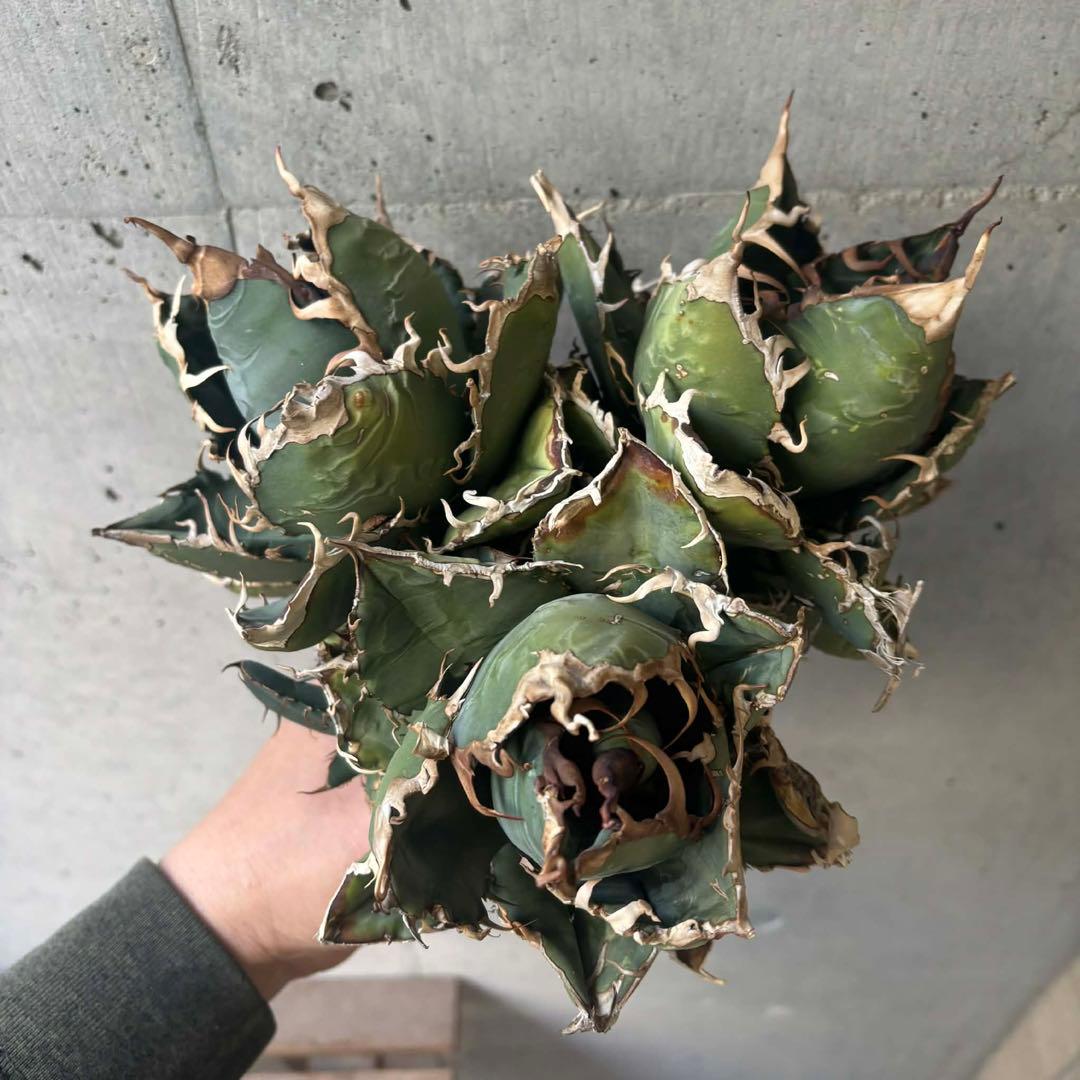 チタノタ　ゴジラ　GODZILLA 3頭群生