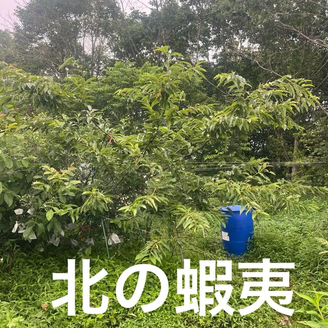 栗の木　天津甘栗　成木　果樹 健康的な苗木