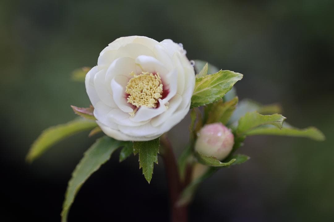 クリスマスローズ 開花株 DDホワイトゴールドフラッシュ