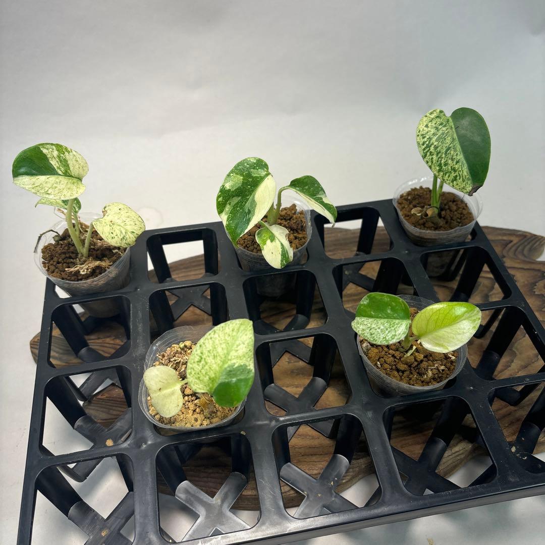 T*o様 5株セットms74【特別選抜】ホワイトモンスター／天津蘭 モンステラ斑