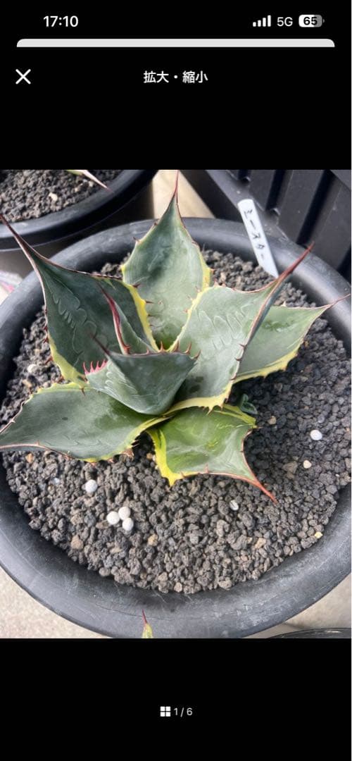 けろぴ屋1/20~寒波の為発送遅延可能性専用