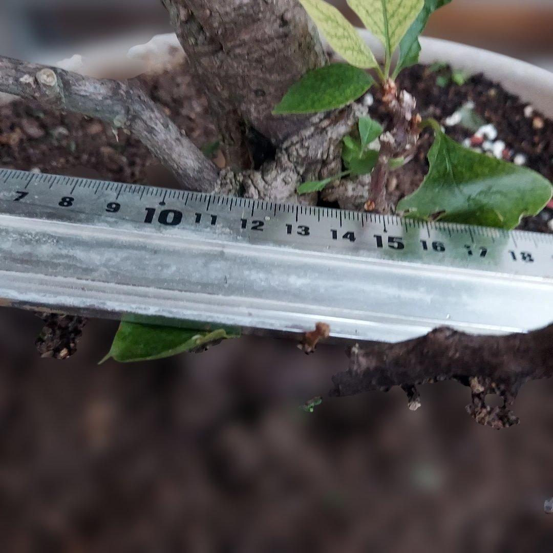 ブーゲンビリア盆栽　オレンジピンクNo75 らくらくメルカリ便発送‼️