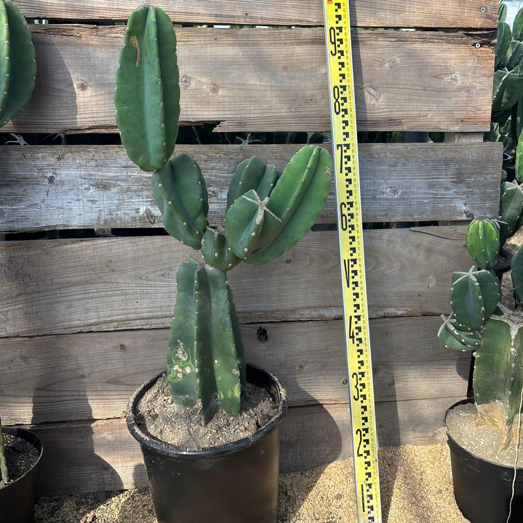 売り切越冬済　柱サボテン　鬼面角　発根　ドライガーデン　ロストラータ