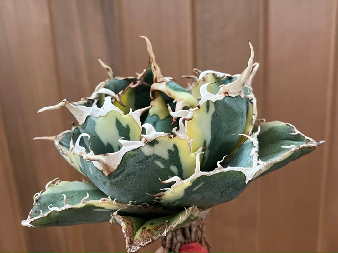 【クリスマスセール】①選抜 特大　美株　アガベ　白鯨錦　覆輪斑　TC