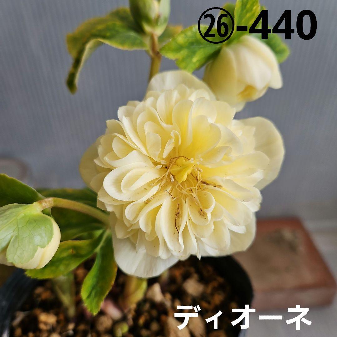 ㉖-440クリスマスローズ