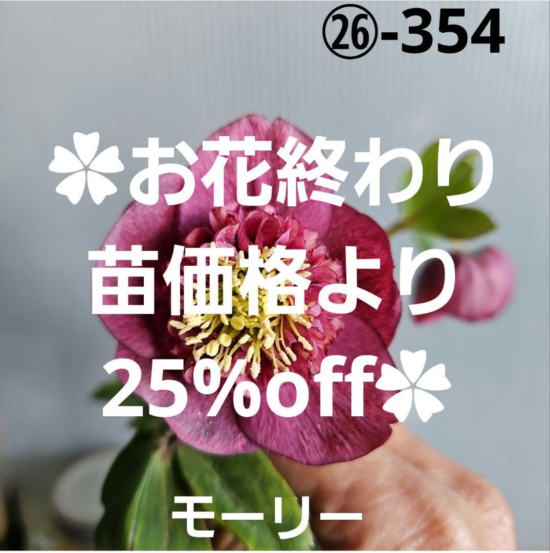 ✿㉖-354クリスマスローズ