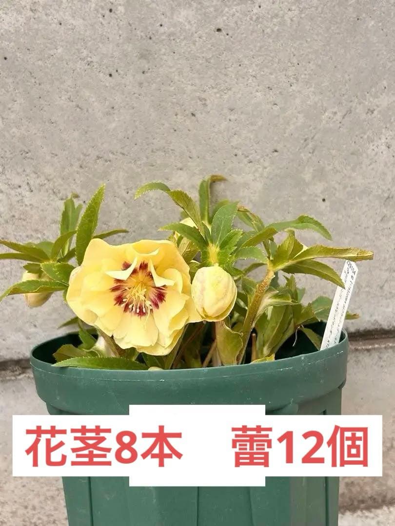 開花3蕾12　充実株　加藤農園　ddゴールド濃フラッシュ