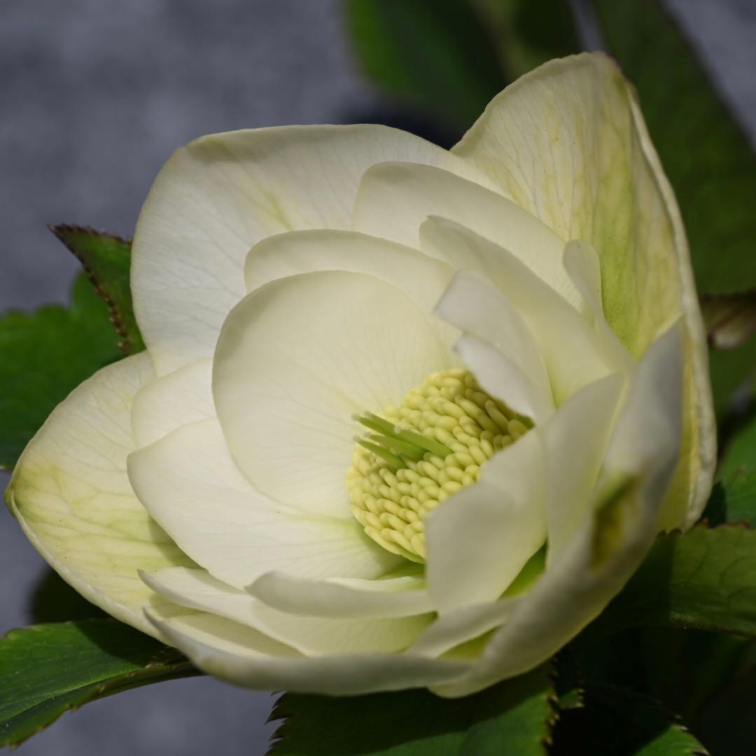 クリスマスローズ グロスホワイトダブル（グロッシー） 開花株