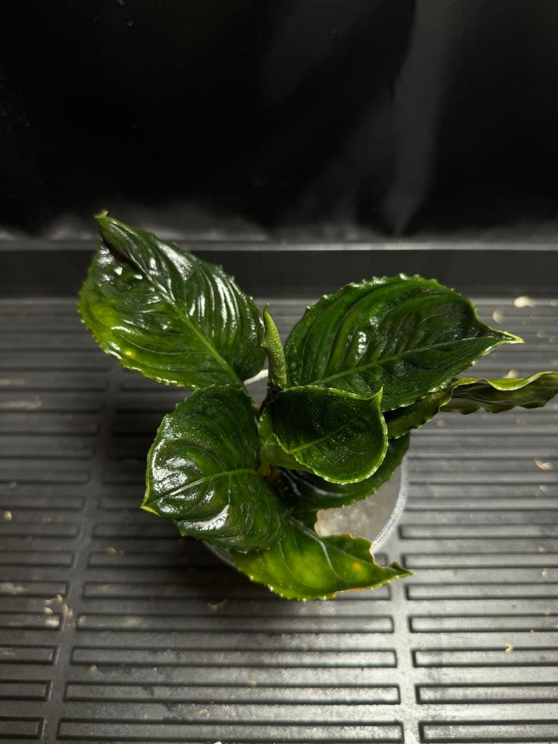 特別企画　新春セール　Aglaonema アグラオネマ　トリカラー　メタリカ　②