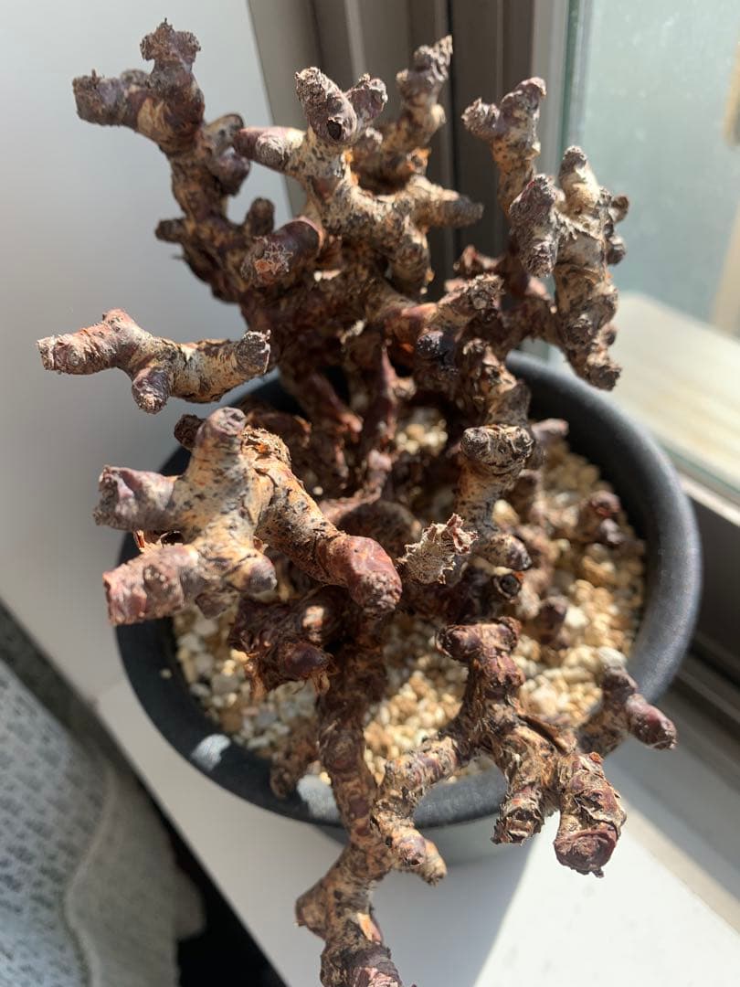 ミラビレ　写真確認用