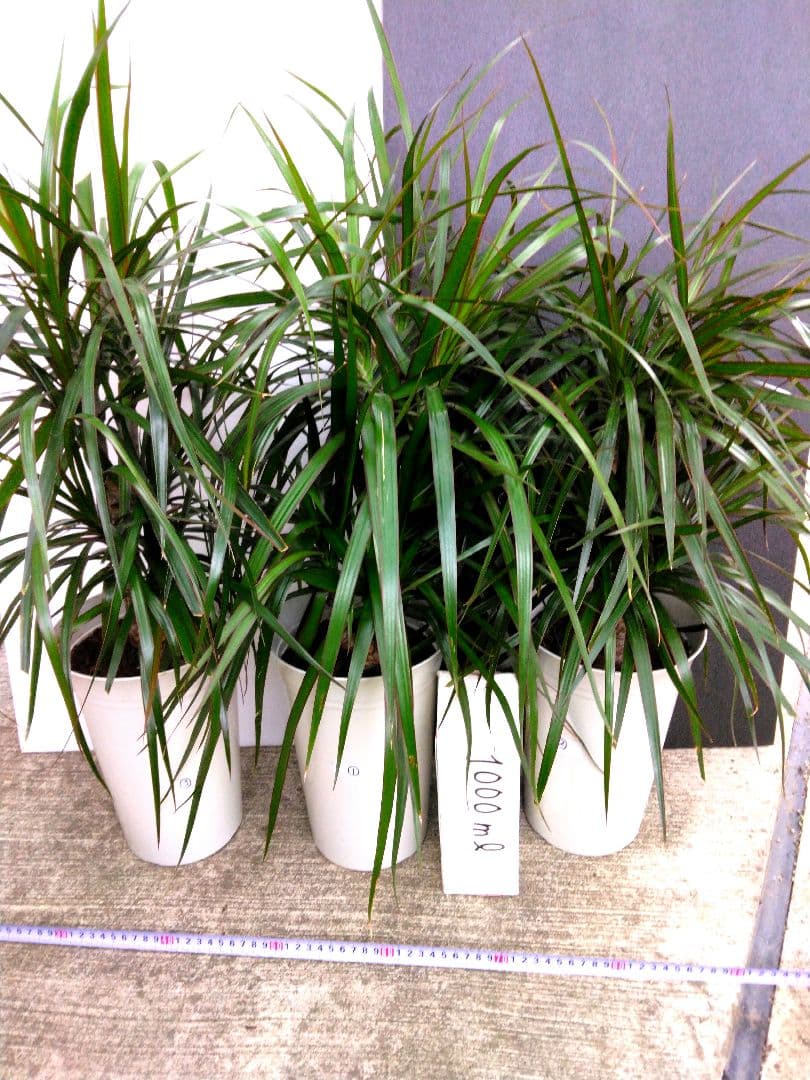 ⭐ドラセナ ・コンシンネ⭐3点セット