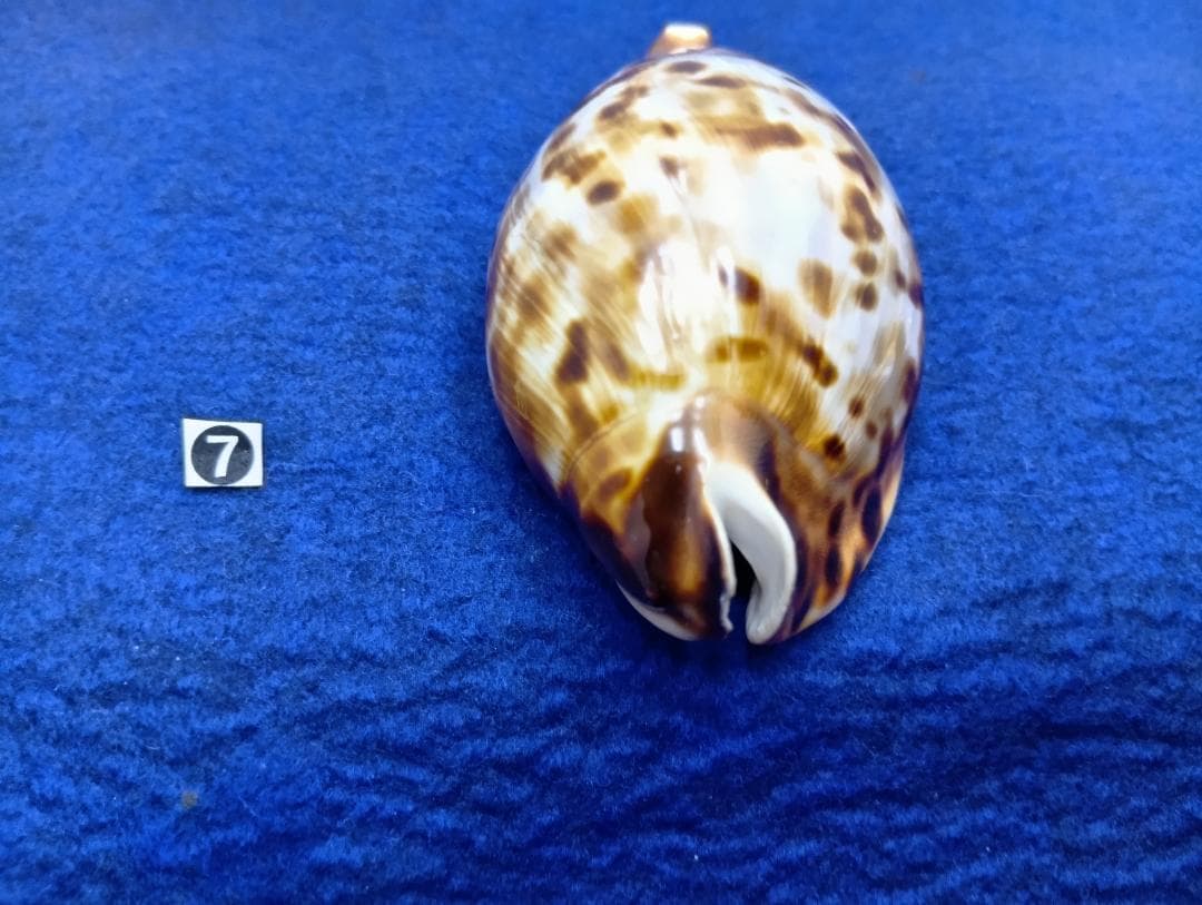 ⑦-1貝標本クロガネダカラ