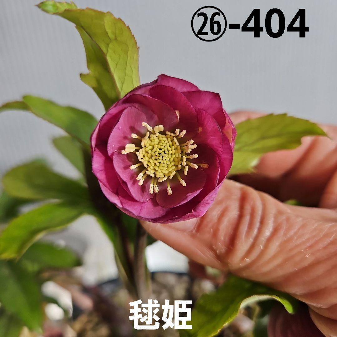 ㉖-404クリスマスローズ