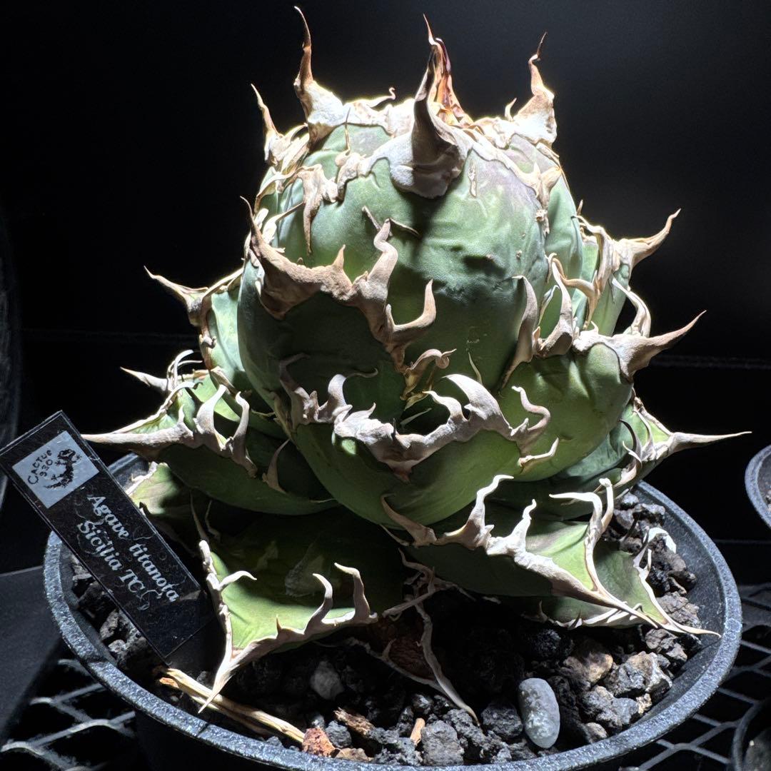 アガベ　チタノタ　シチリア　TC カクタス330 オテロイ　シーザー　ハデス