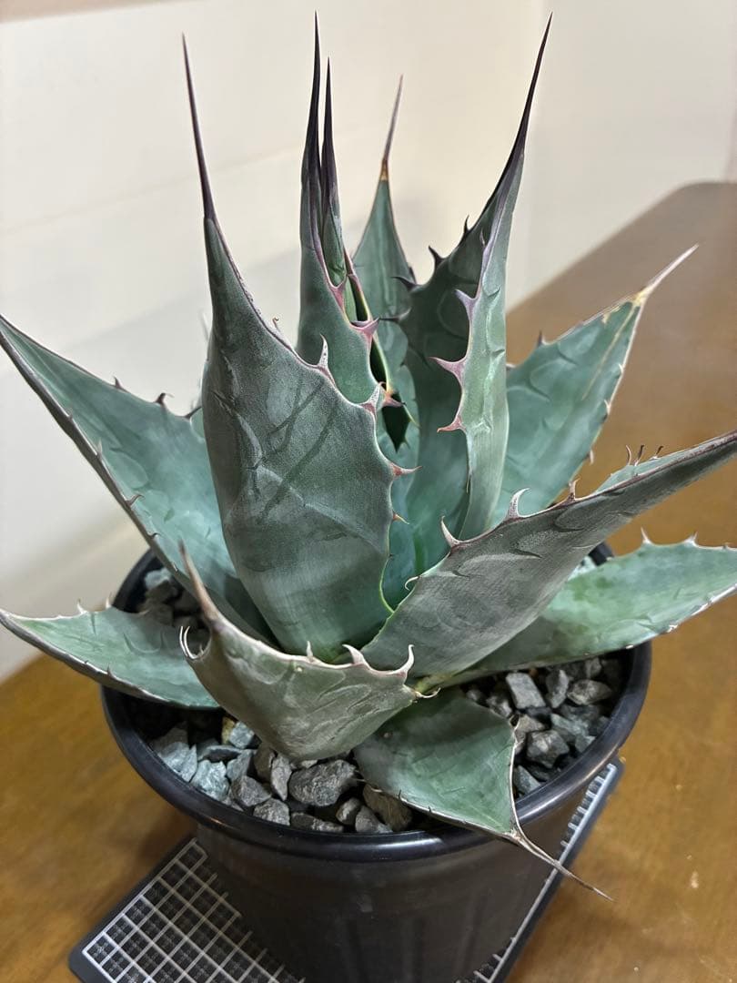 （ロロ）アガベ　パラサナグローブ大株　鉢ごと発送