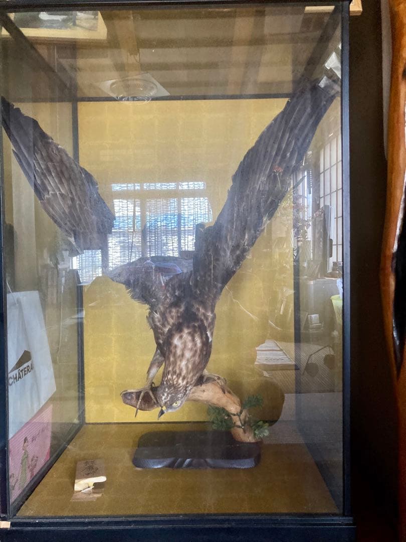 タカの標本 飛翔ポーズ ガラスケース付き