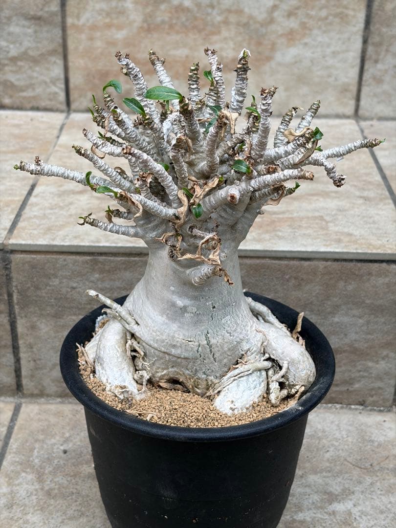 【セール】アデニウム　アラビカム　約5号鉢　No.013　鉢、送料込