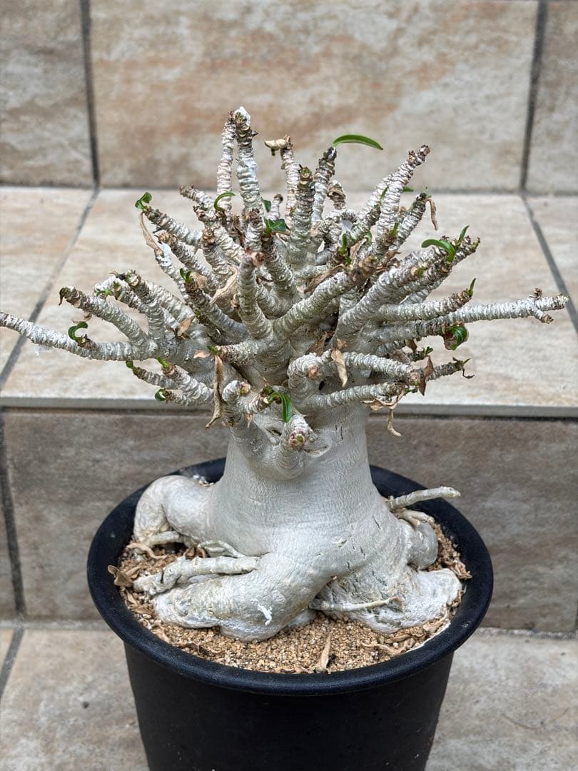 【セール】アデニウム　アラビカム　約5号鉢　No.013　鉢、送料込