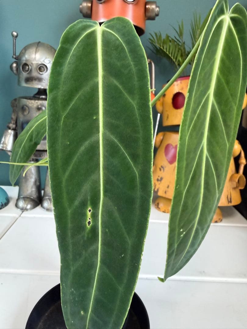 アンスリウム ワロクアナム / クイーンアンスリウム ベルベット系 レア