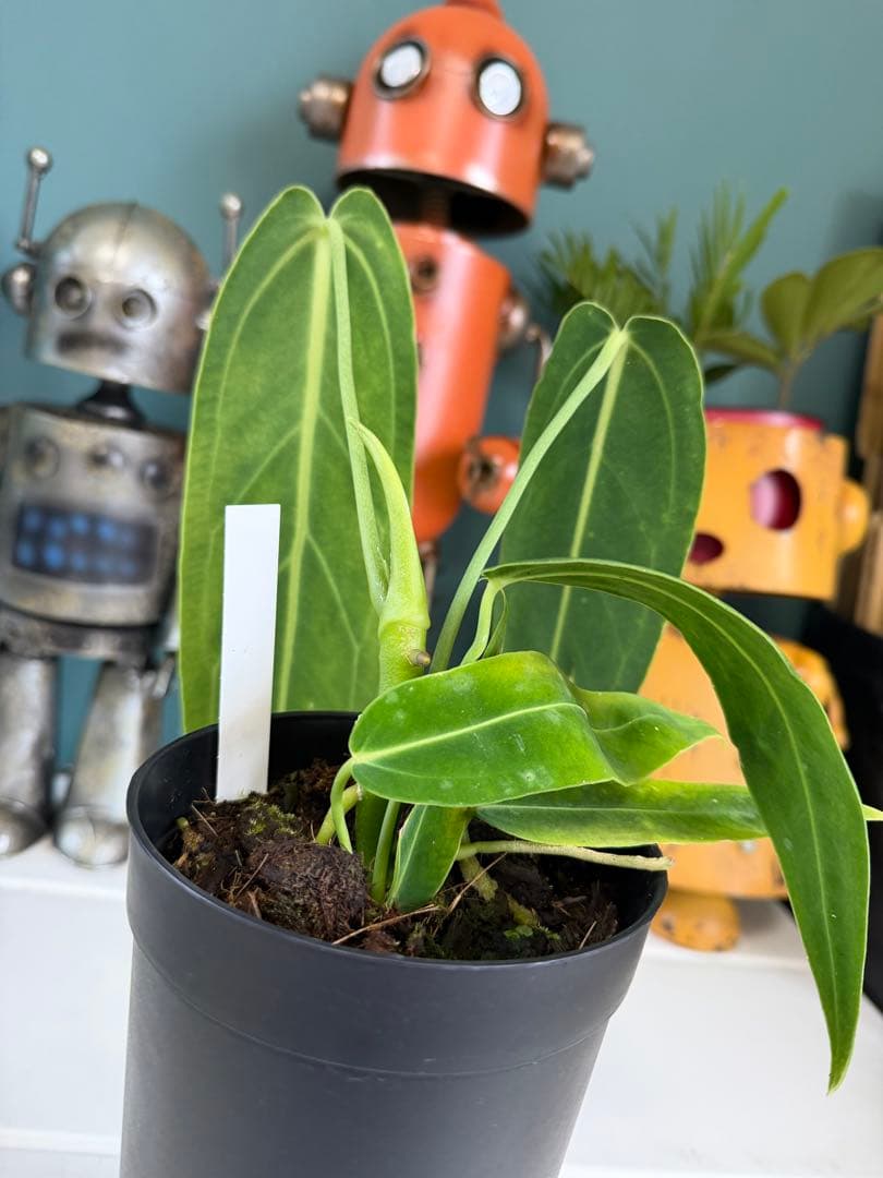 アンスリウム ワロクアナム / クイーンアンスリウム ベルベット系 レア