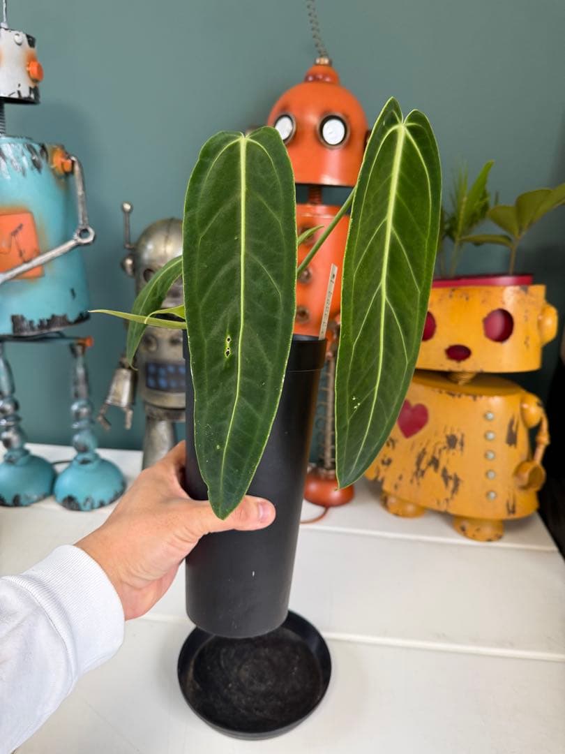 アンスリウム ワロクアナム / クイーンアンスリウム ベルベット系 レア