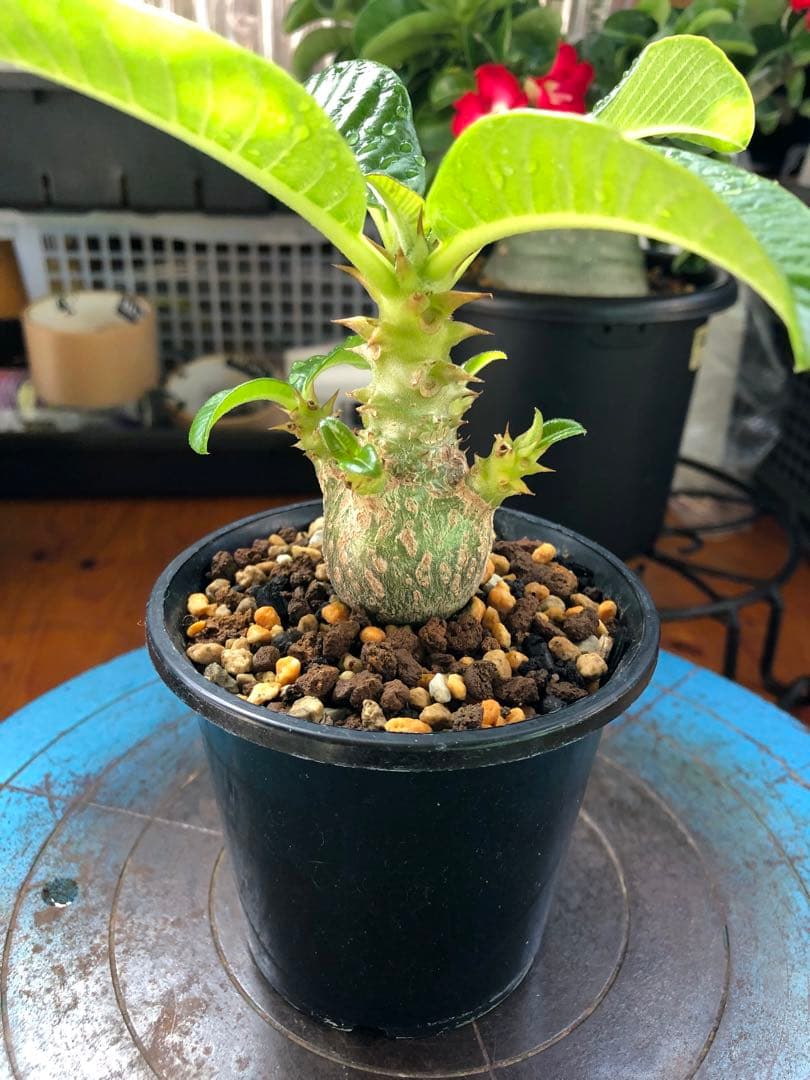 パキポディウム　ウィンゾリー　国内実生株　①