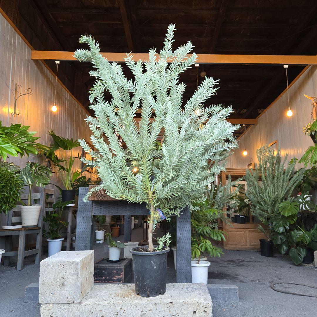 ①　アカシア　ブルーブッシュ　８号　特大苗木最高等級極上品‼️