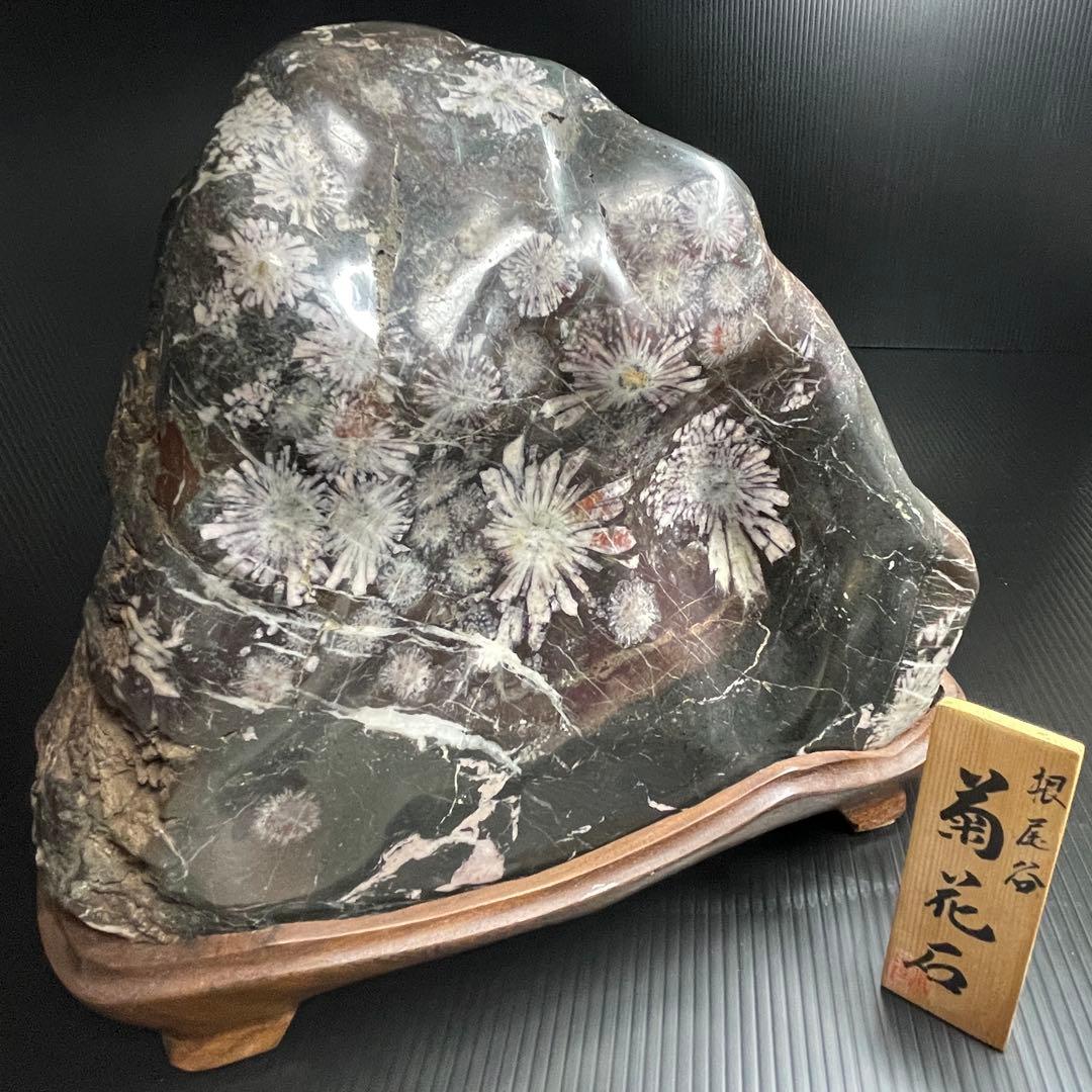 最高峰 根尾谷 菊花石 重量 10.77kg 特大 台座 鑑賞石 盆石 水石 白