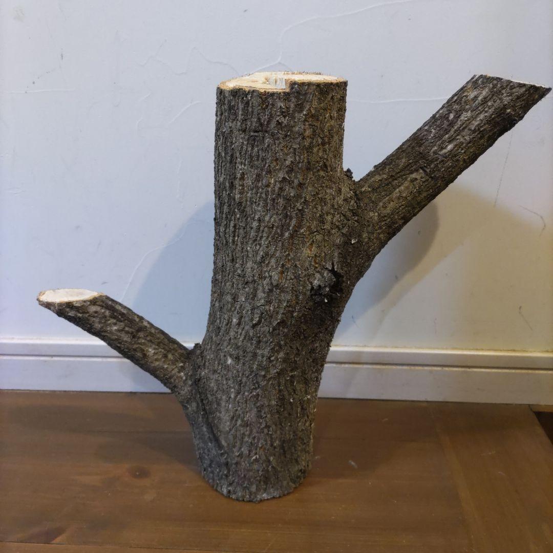 直径10cm　くぬぎ とまり木 自立　昆虫　トカゲ　爬虫類　無農薬無消毒