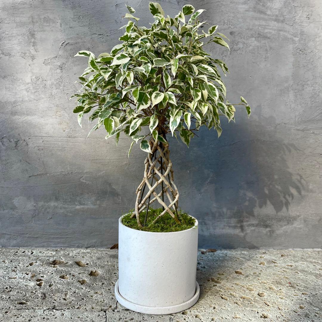 斑入り　ベンジャミン　スターライト　編み込み　天然苔仕立て　陶器鉢　植え込み発送