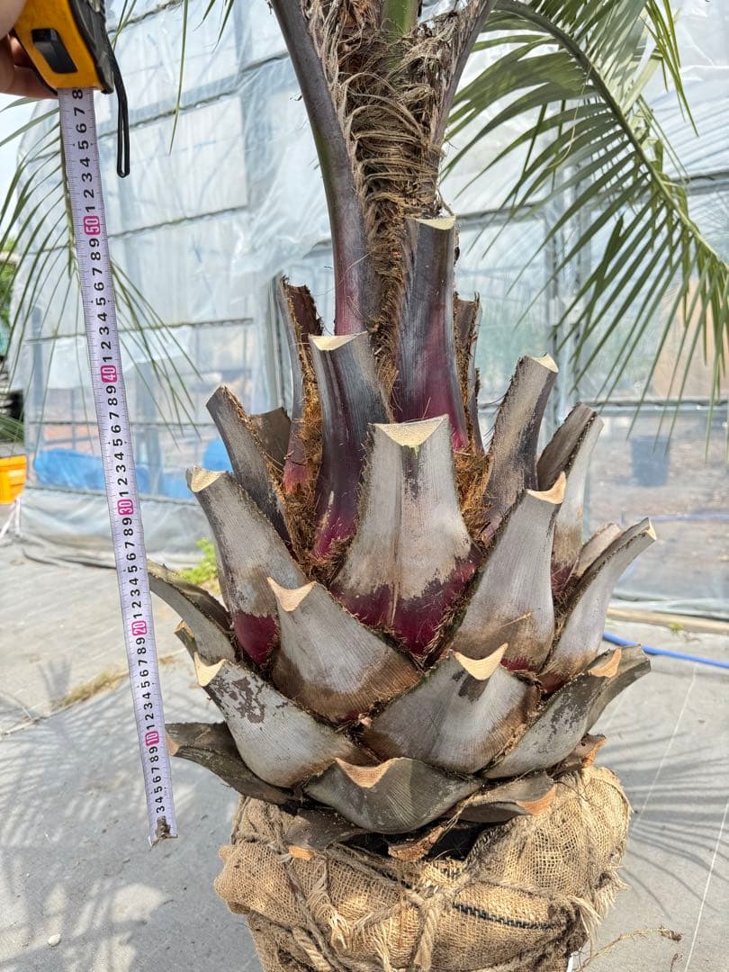 ココスヤシシルバーリーフ 【極太】葉先170cm 幹回り125cm 幹高50cm