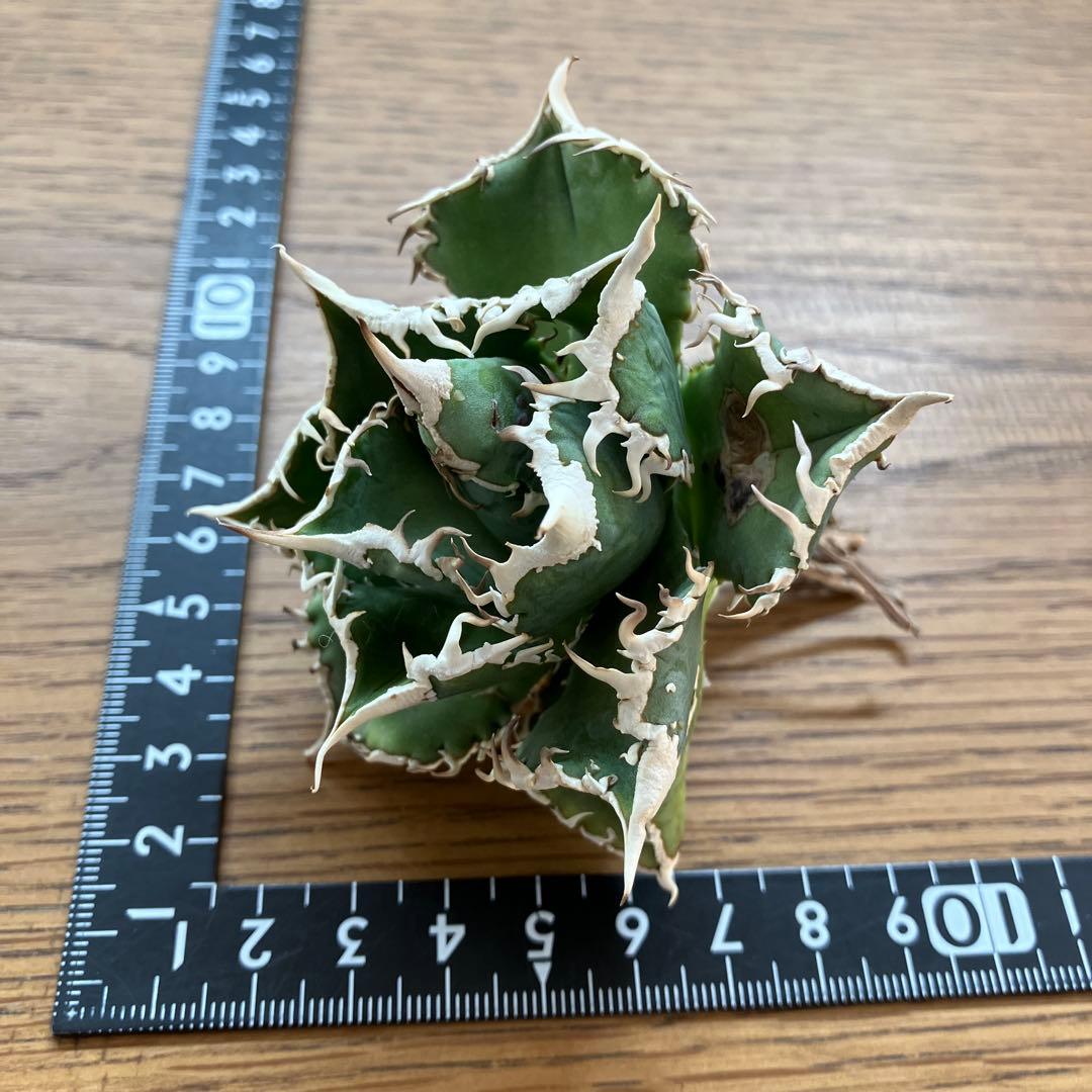 【オークション】14 選抜　サイズ大　子株2株付 アガべ　白豪刺TC 上澳園芸