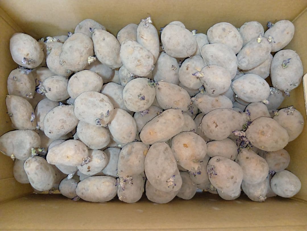 インカのめざめ 種芋 7kg③