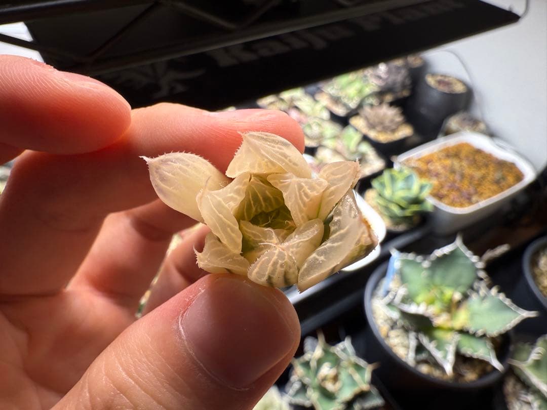 ハオルチア　白蛇伝　カキ仔