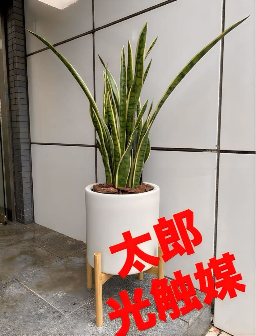 光触媒　人工観葉植物　フェイクグリーン　サンスベリアスタンドセット