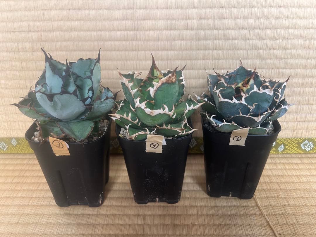 アガベ　チタノタ　BB、赤猫、白鯨　3株セット③