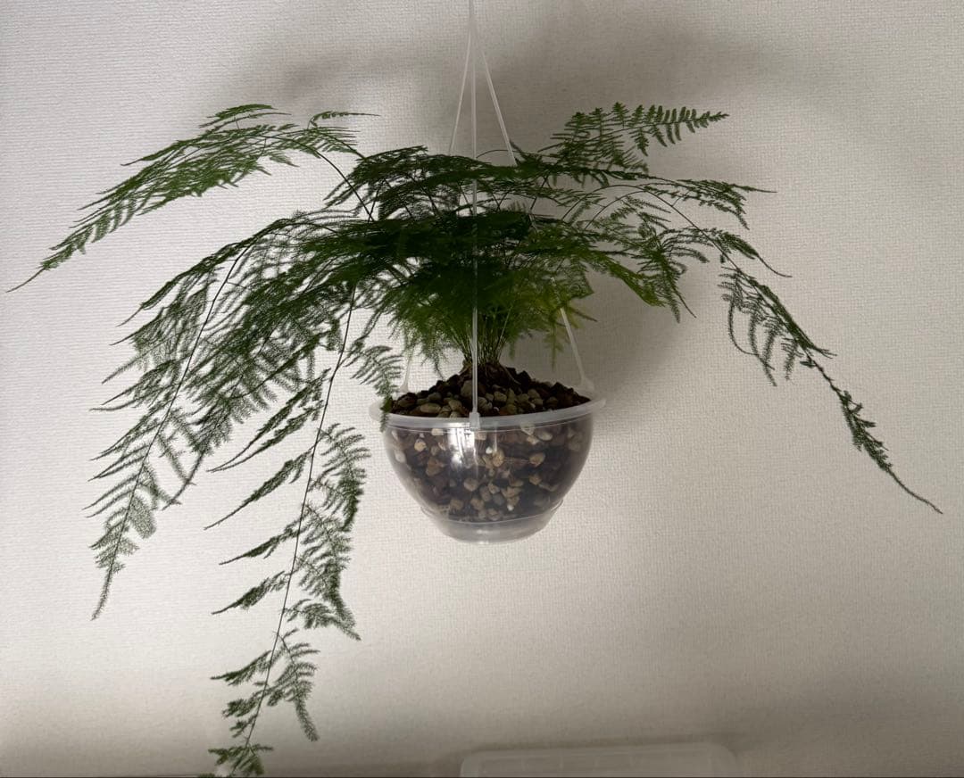 アスパラガスプルモーサス　7号