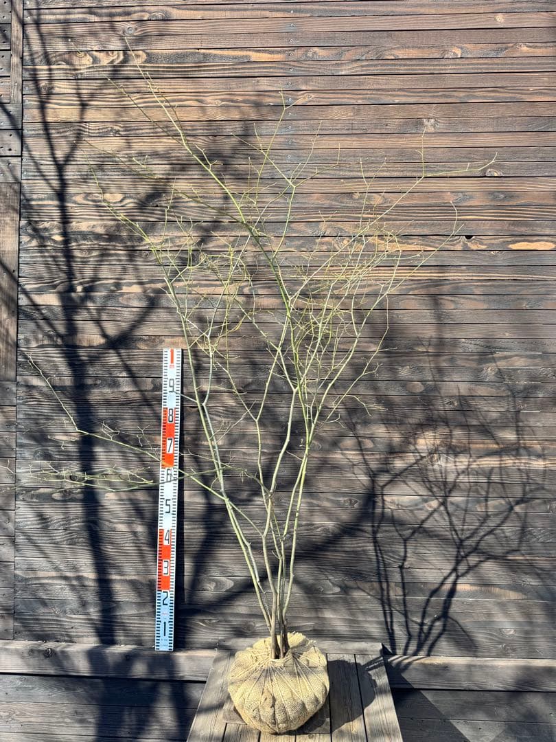 ヤマモミジ/山採り天然木【現品発送】管理80028