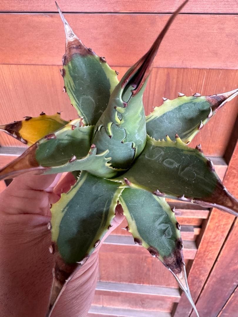 アガベ Agave montana 'Tiffany' 192