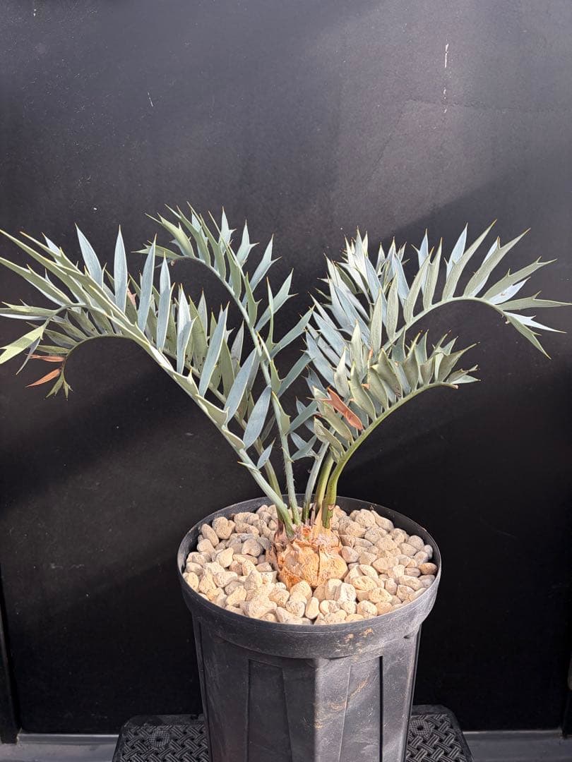 【南ア産・発根済】エンセファラルトス・ホリダス 約6cm｜No4-4