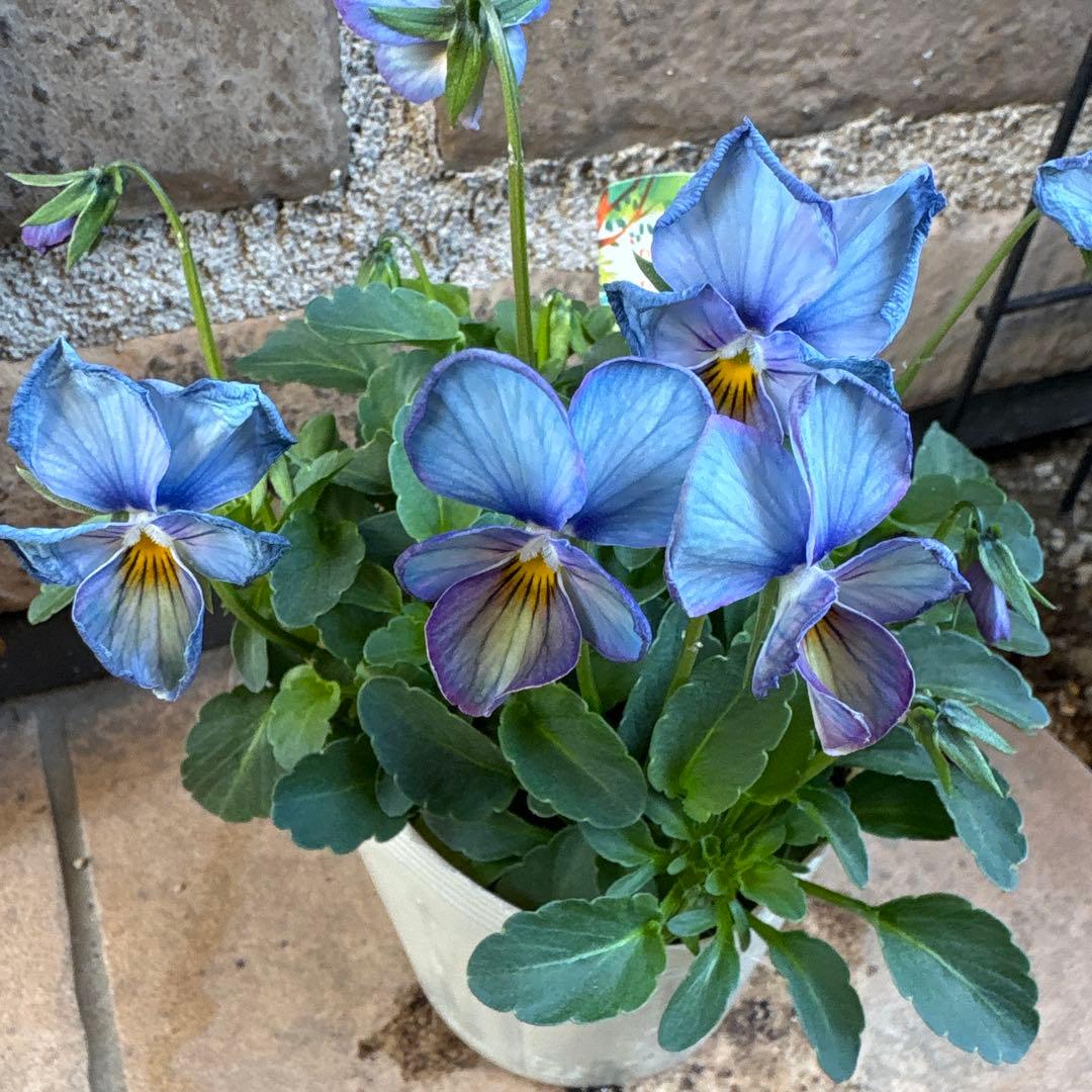 c*7様 パルプンテ